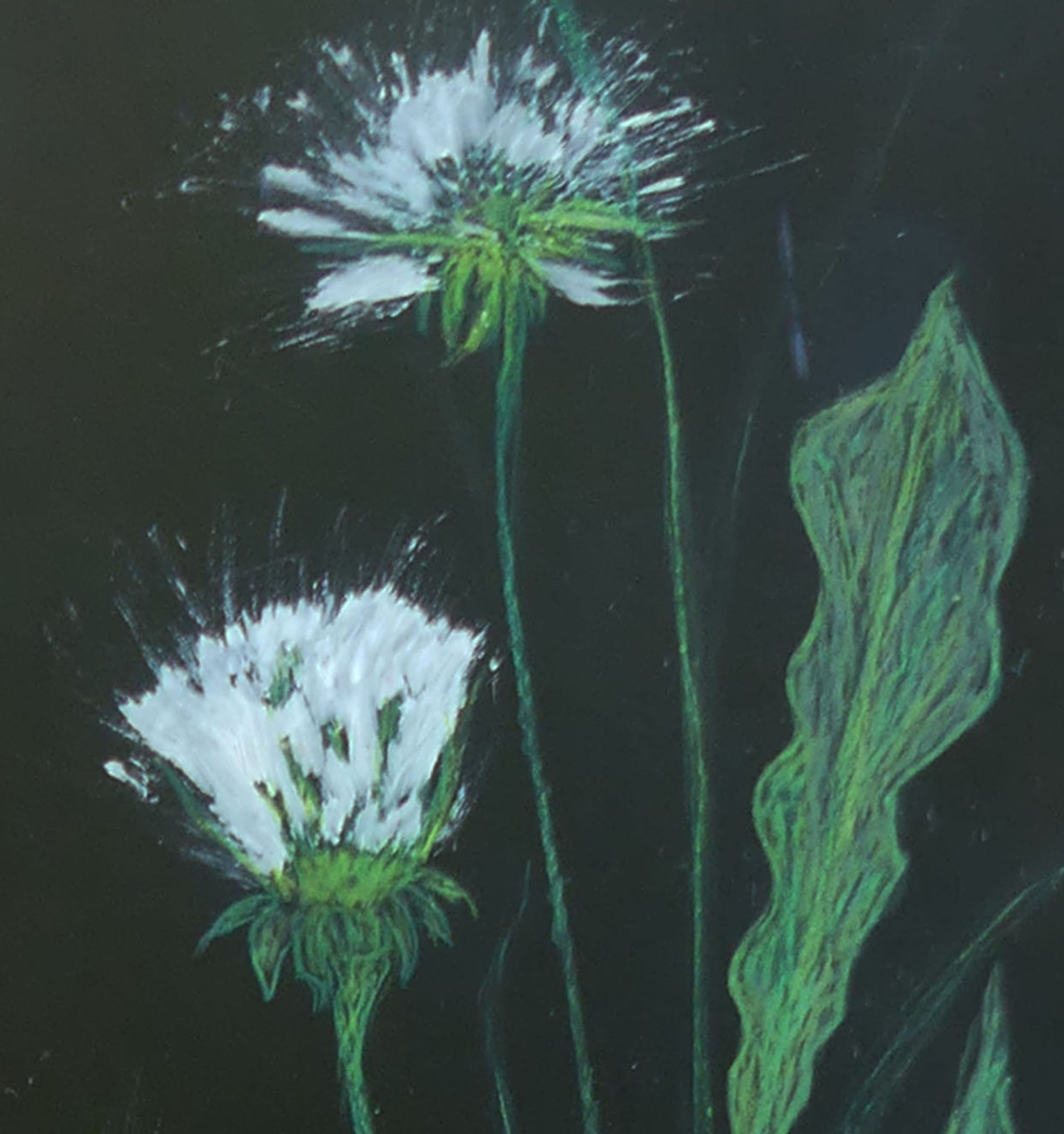 N° 424 épanouisement des Tokios