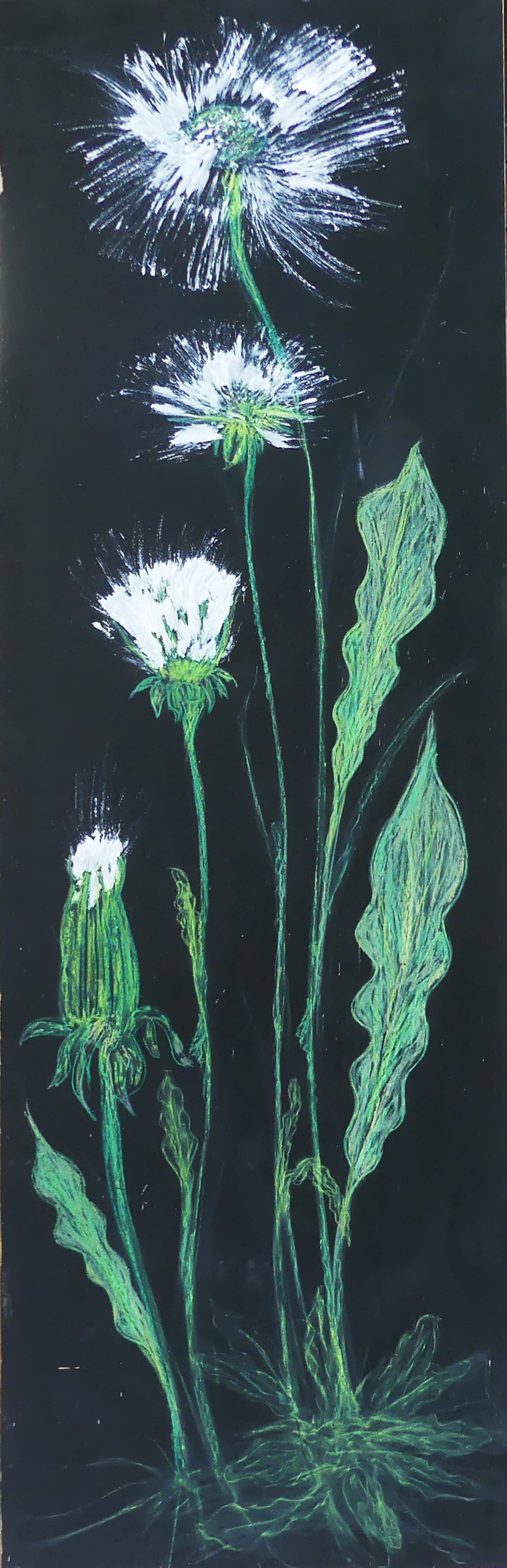 N° 424 épanouisement des Tokios