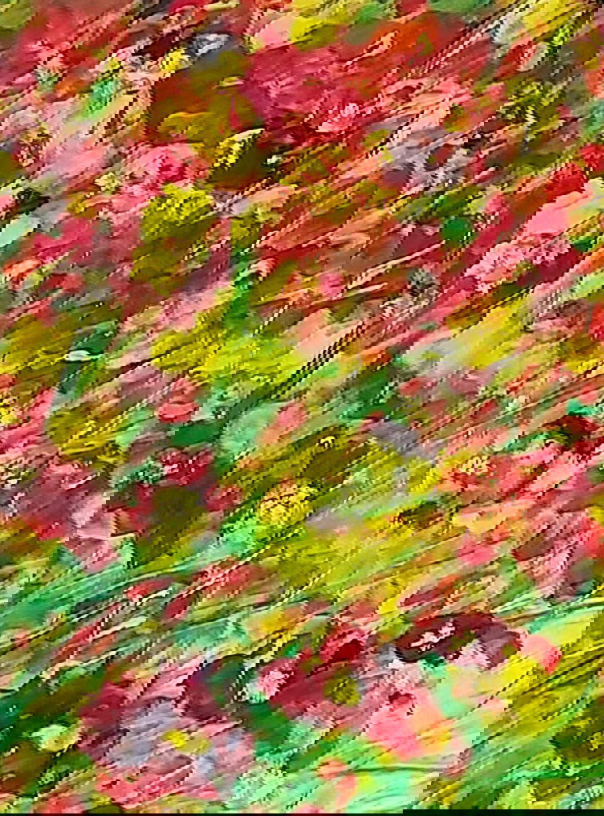 N° 80 Coquelicots Madame