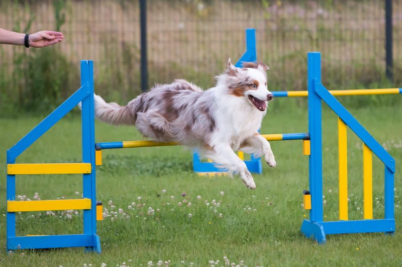 Agility