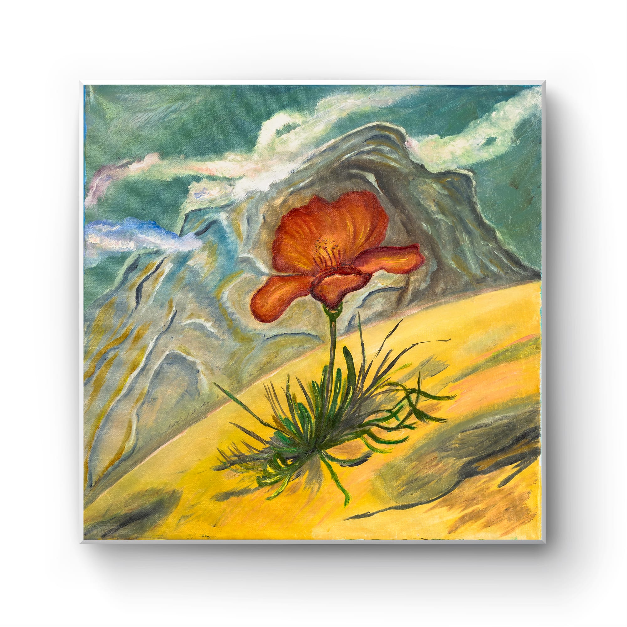 Wild poppy