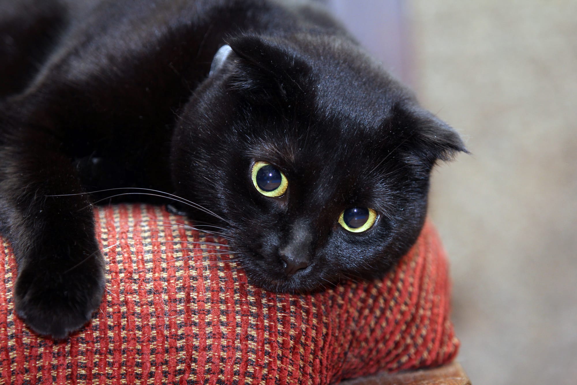 Мэджик. Кот, который многое понял