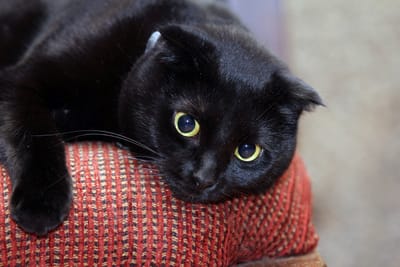 Magic: The Cat Who Understood a Lot