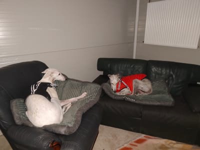 PENSION CANINE  image