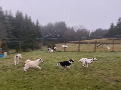 PENSION CANINE  image