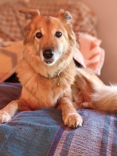 PENSION CANINE  image