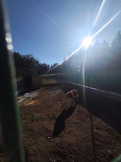 PENSION CANINE  image