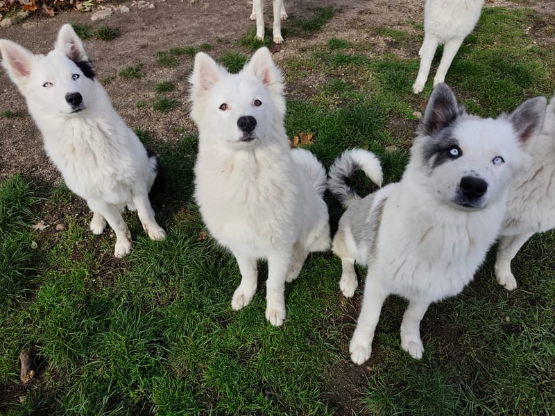 🐺 ELEVAGE THE SPIRIT OF SLAVIC WOLF 🐺