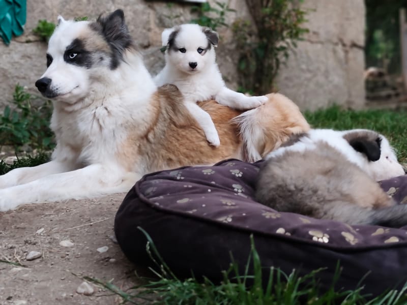 🐺 ELEVAGE THE SPIRIT OF SLAVIC WOLF 🐺