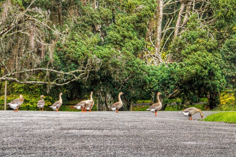 Patos no Nova Friburgo Country Clube.