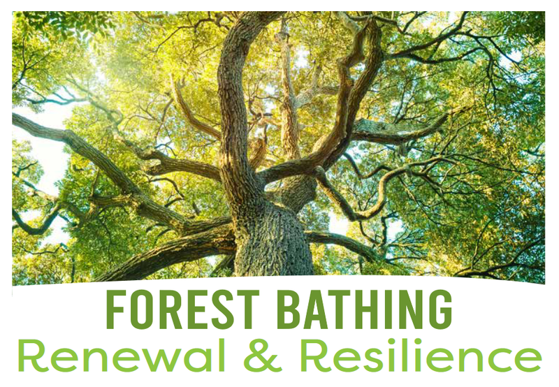 Forest Bathing - Renewal & Resilience