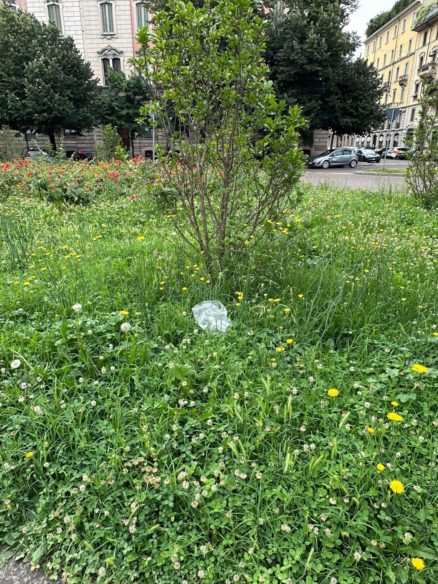 La domenica di Roberto Cota, 8 giugno 2025
Milano: siamo allo sfalcio o allo sfascio?