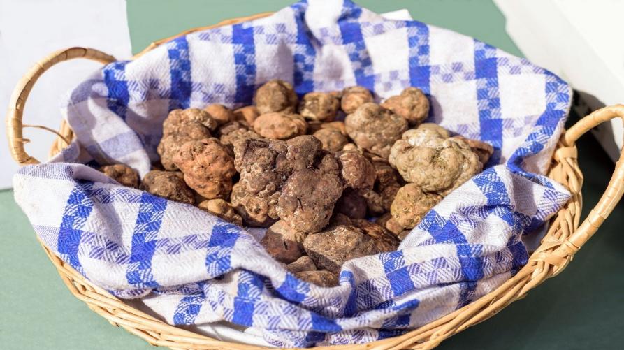 Ritornano i contributi per i terreni del tartufo bianco