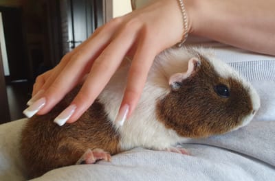 The Magic of a Mini Petting Zoo at Your Event