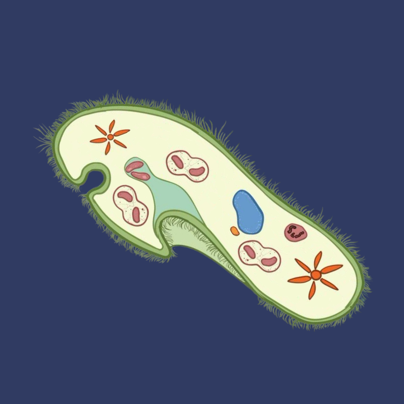 مدخل إلى الطلائعيات