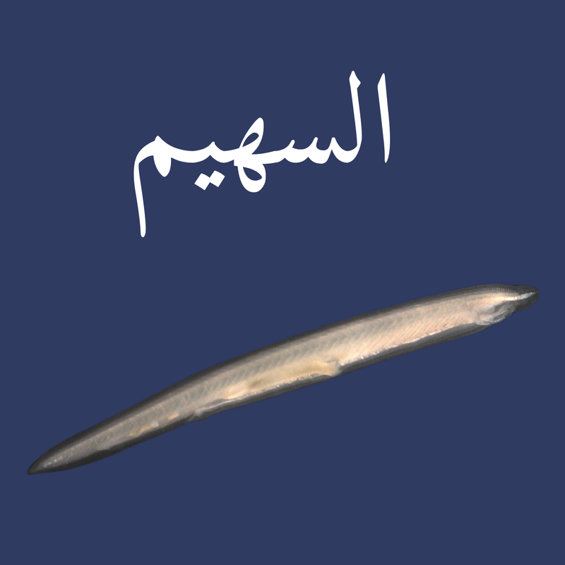 اللافقاريات الحبلية