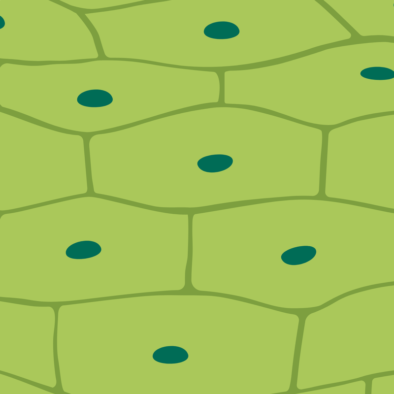 خلايا النبات وأنسجته