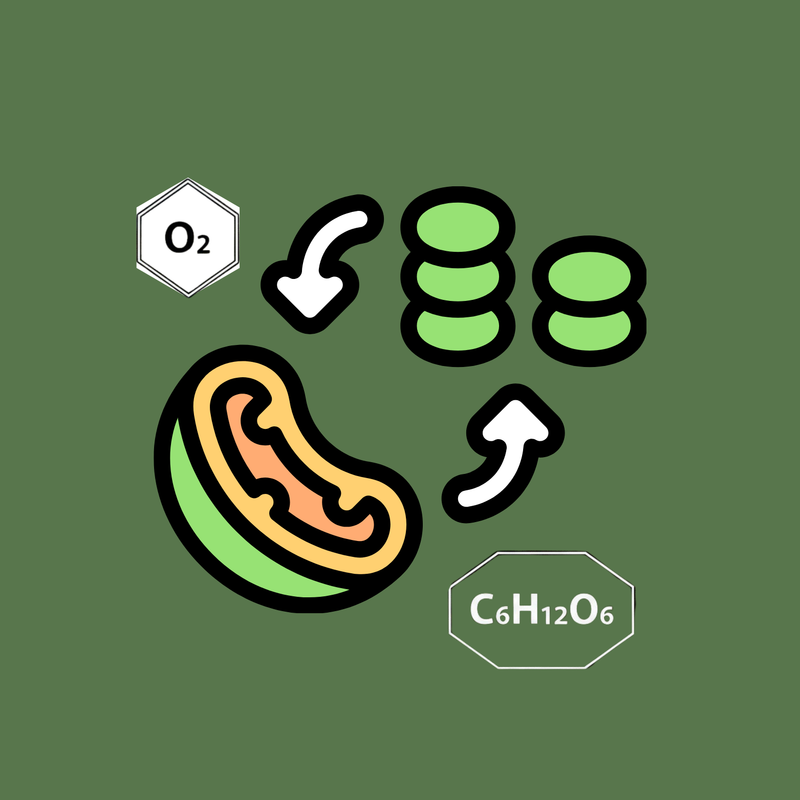 البناء الضوئي