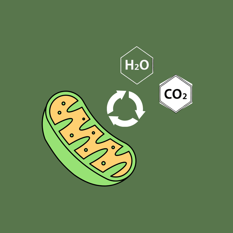 التنفس الخلوي