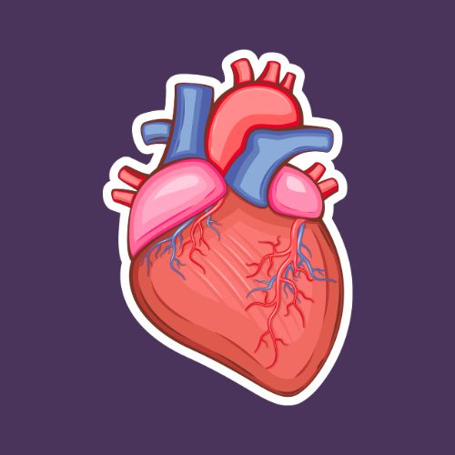 جهاز الدوران