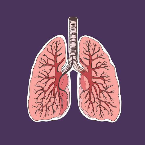 الجهاز التنفسي