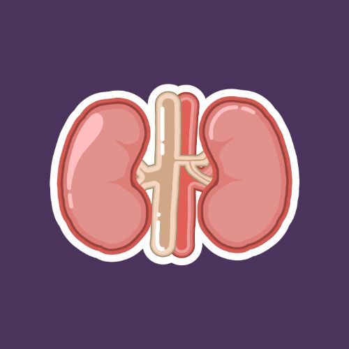 الجهاز الإخراجي