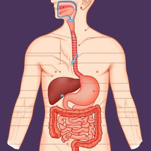 الجهاز الهضمي