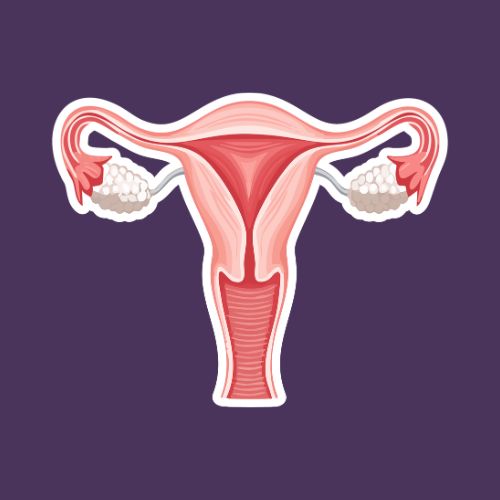 جهازا التكاثر في الإنسان