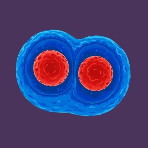 الانقسام المتساوي وانقسام السيتوبلازم