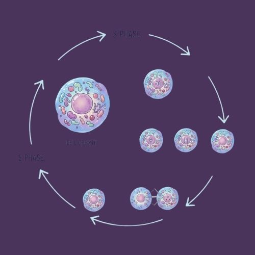 تنظيم دورة الخلية