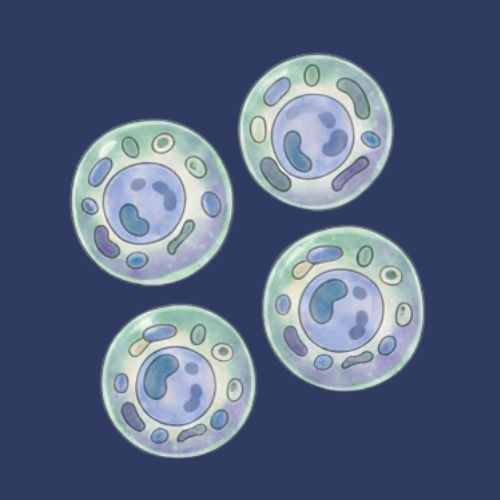 الانقسام المنصف