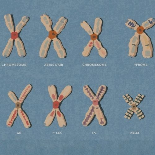 الكروموسومات ووراثة الإنسان