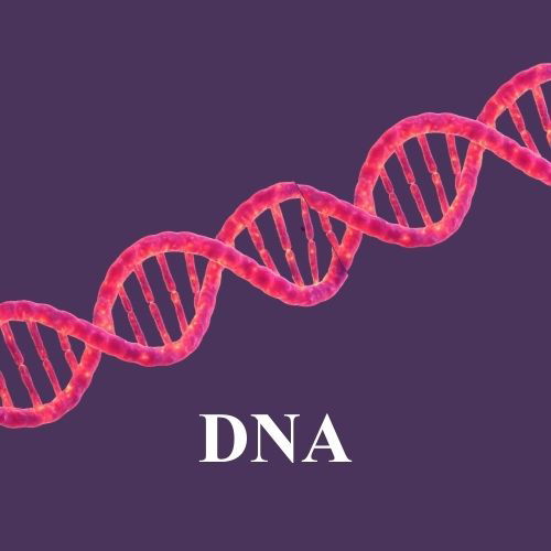 المادة الوراثية : DNA