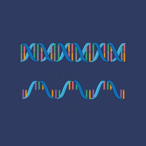 DNA و RNA والبروتين
