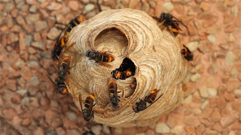 ATTENTION aux nids de frelons