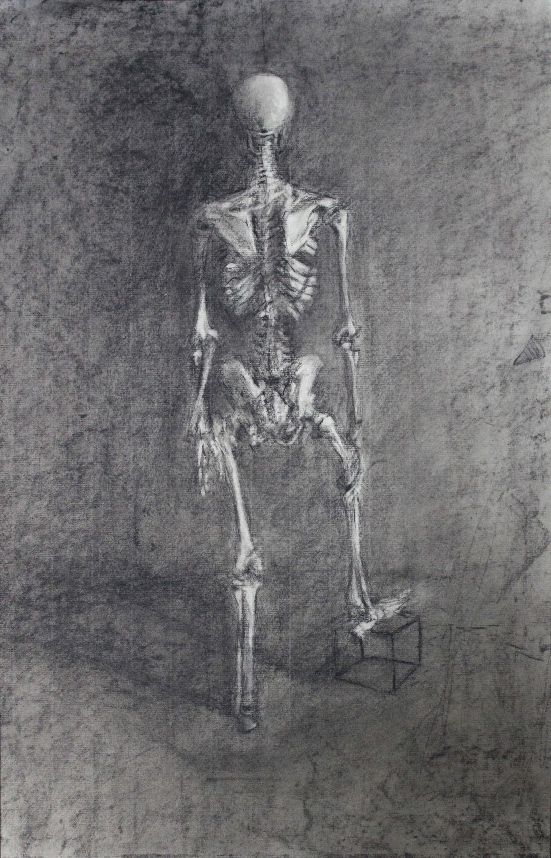 Anatomical study of a skeleton, No. 1