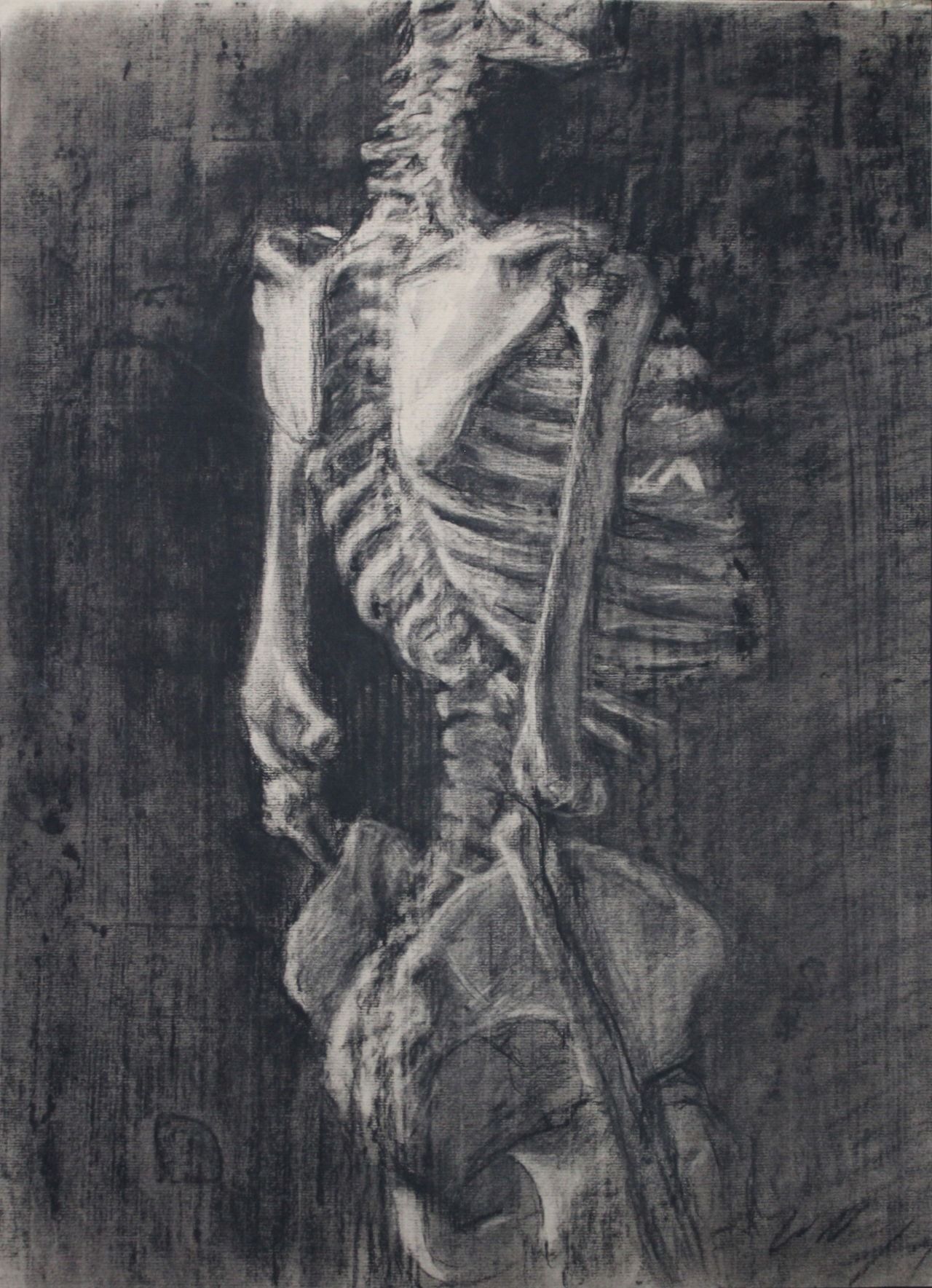 Anatomical study of a skeleton, No. 2