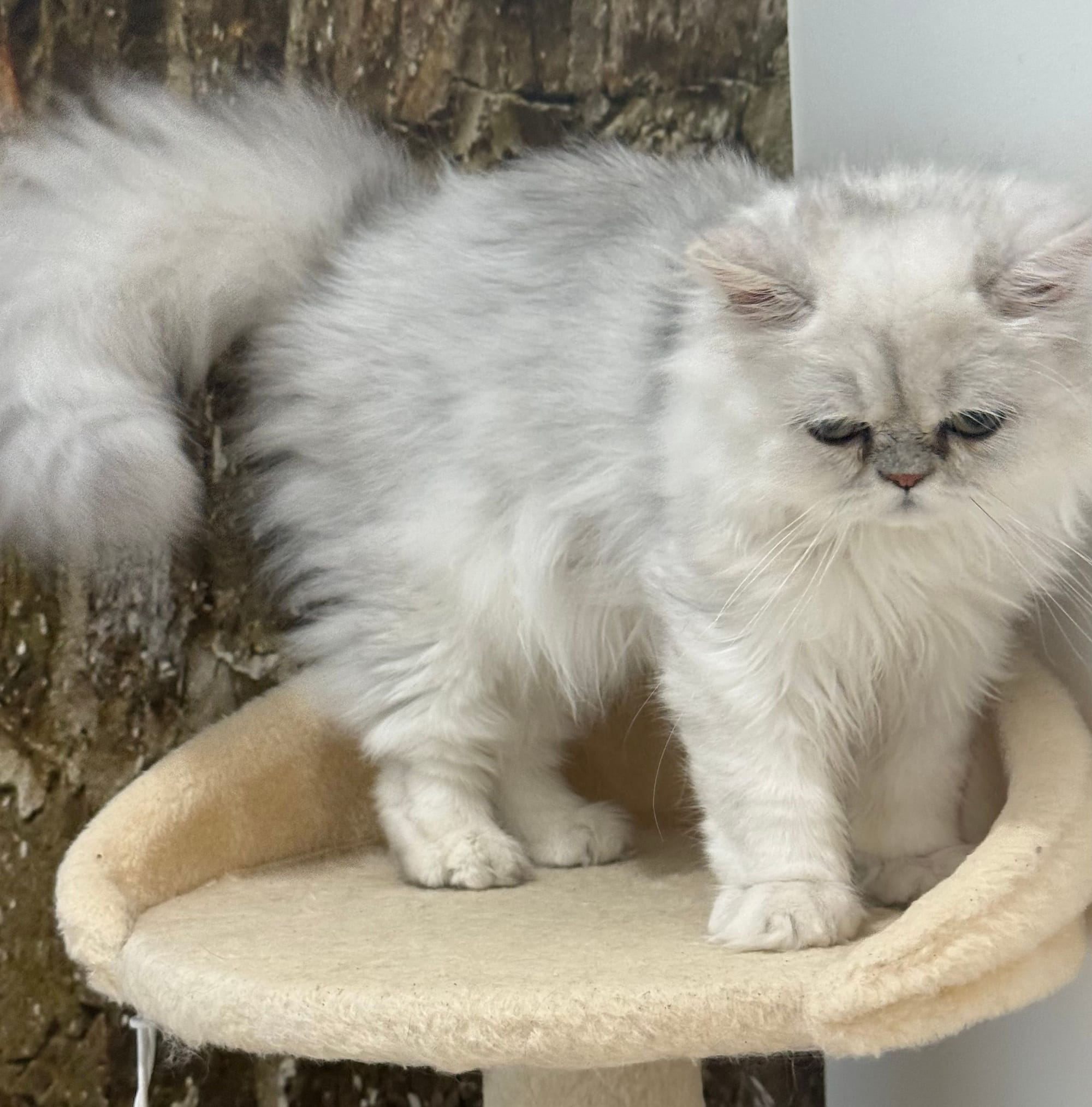 Oscar is available!