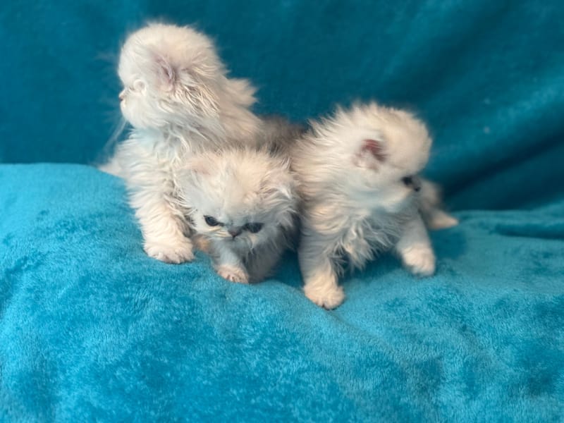 Izzy's Precious Babies