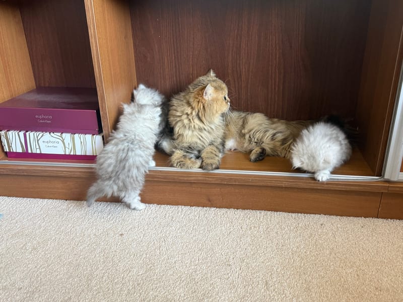 Lucy has two kittens available—one boy and one girl.