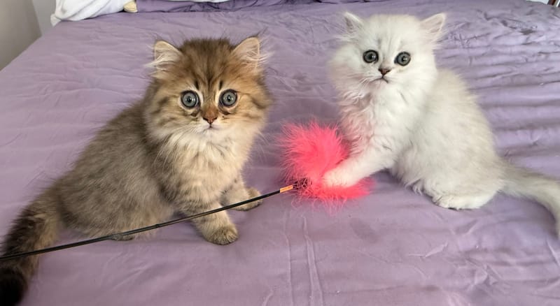 🐾 Little Pearl’s Kittens 🐾