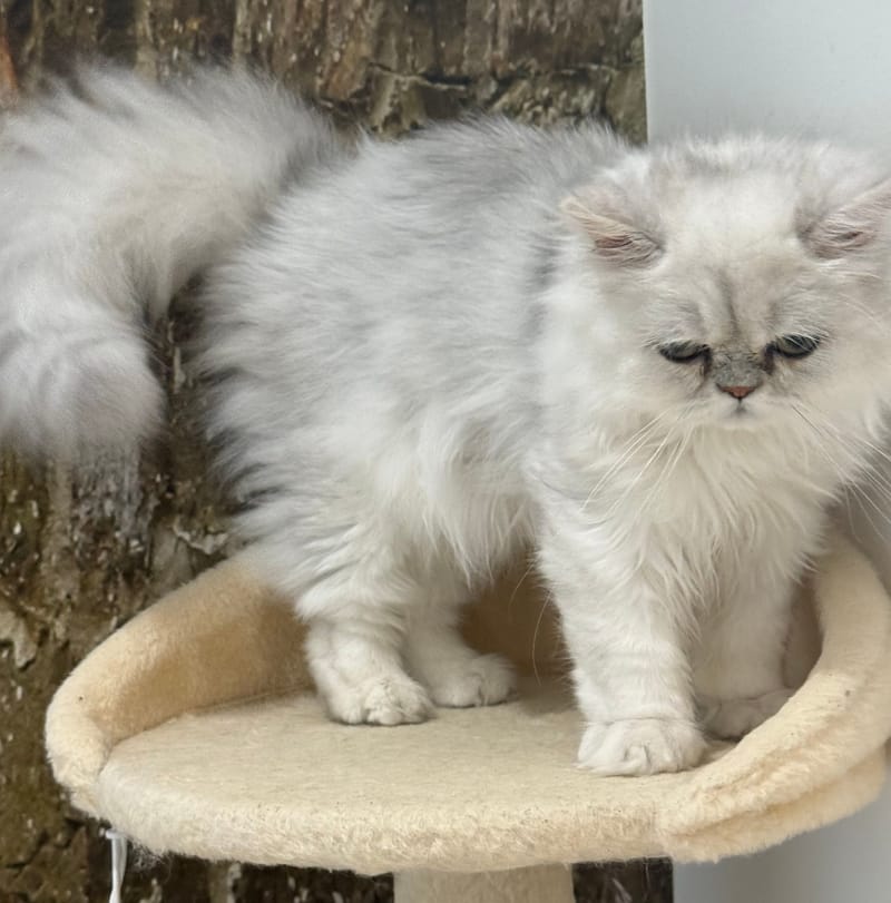 Oscar is available!