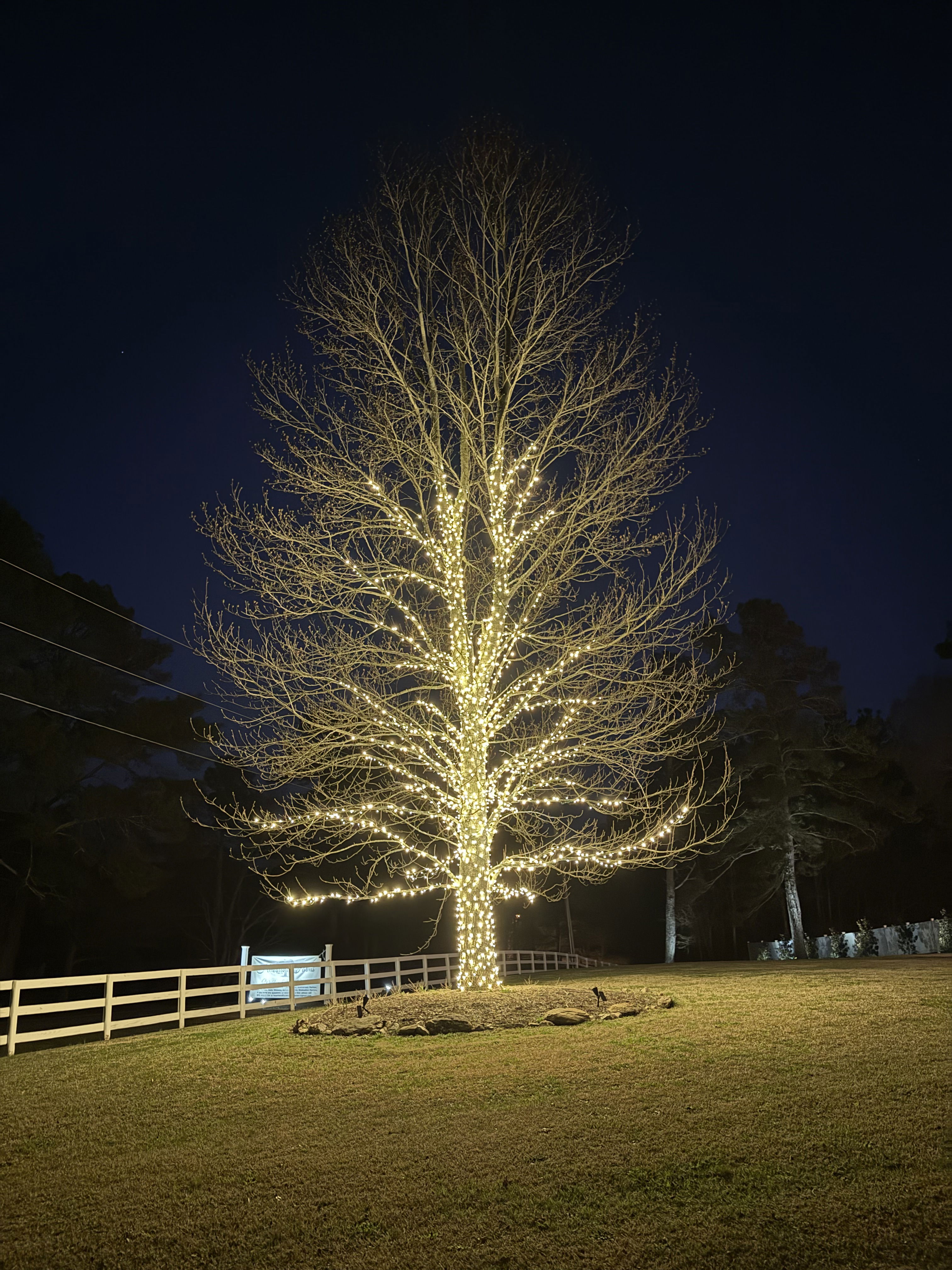 lighted tree for wedding reception in Monroe, GA near Athens, Georgia