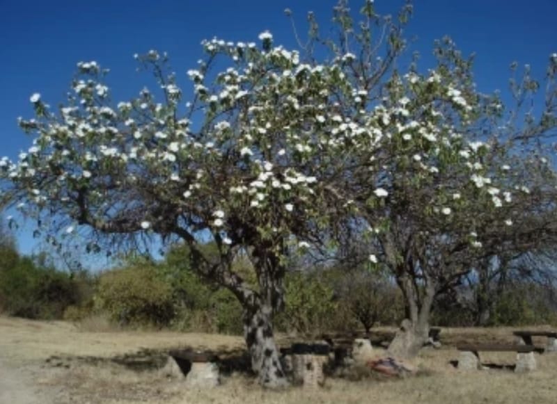 A Tree Planted for Every Order!