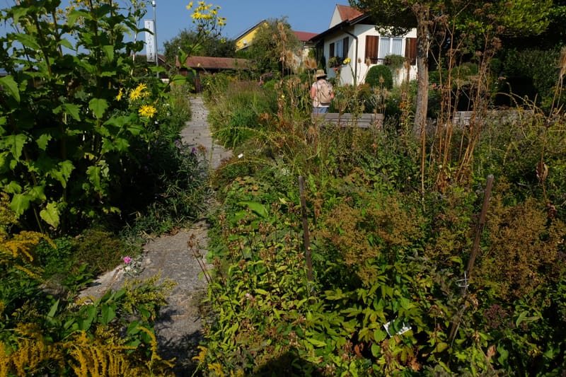 Gartengestaltung mit Stauden – Stauden als Hitzeprofis – Stauden als Rosenbegleitpflanzen