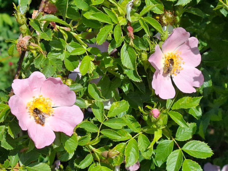 Teilnahme am Kreisgartenkirta in Fürsteneck