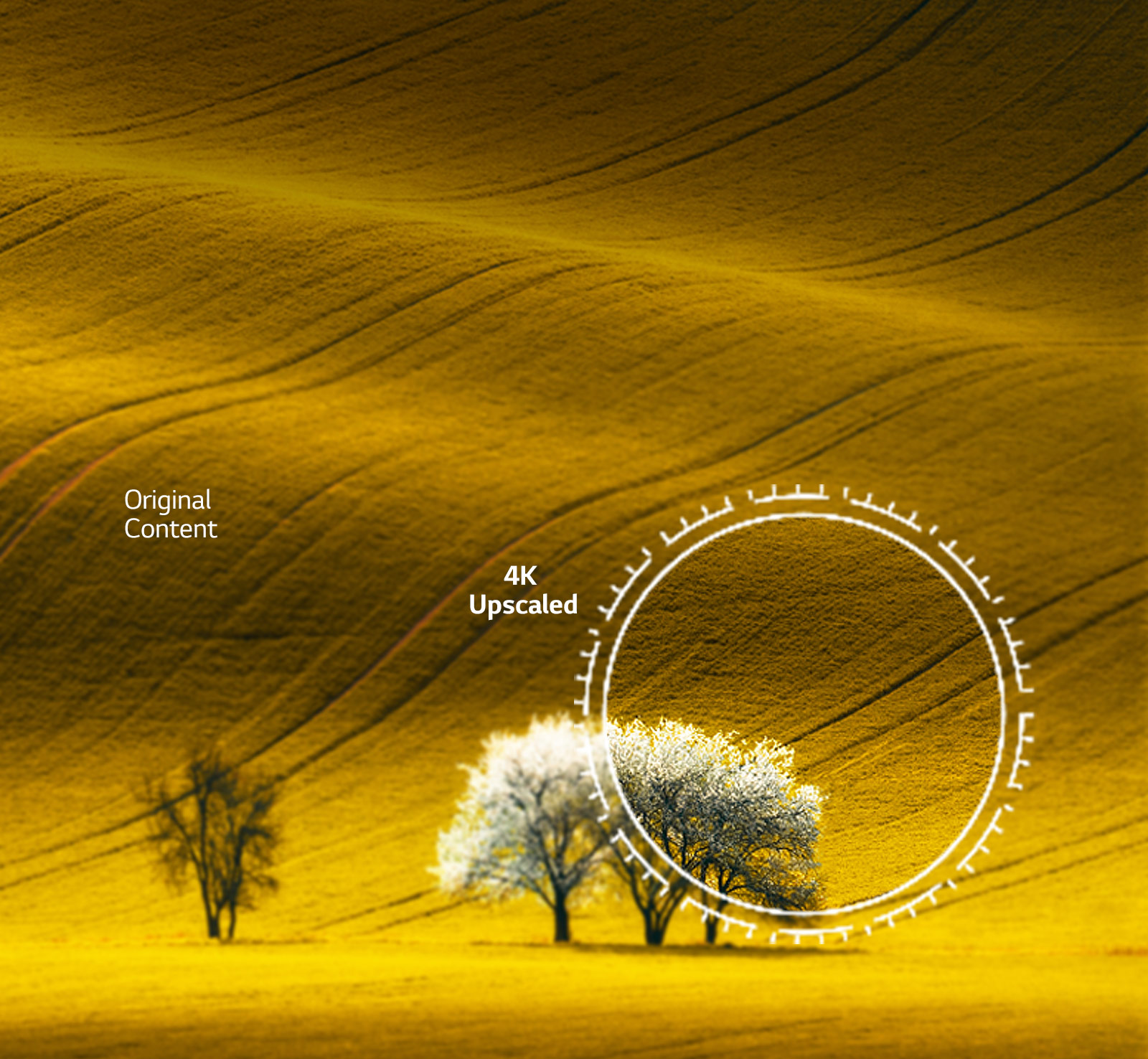 Une vision de la nature, une qualité d’image comparée à un contenu non 4K et à un contenu 4K amélioré.