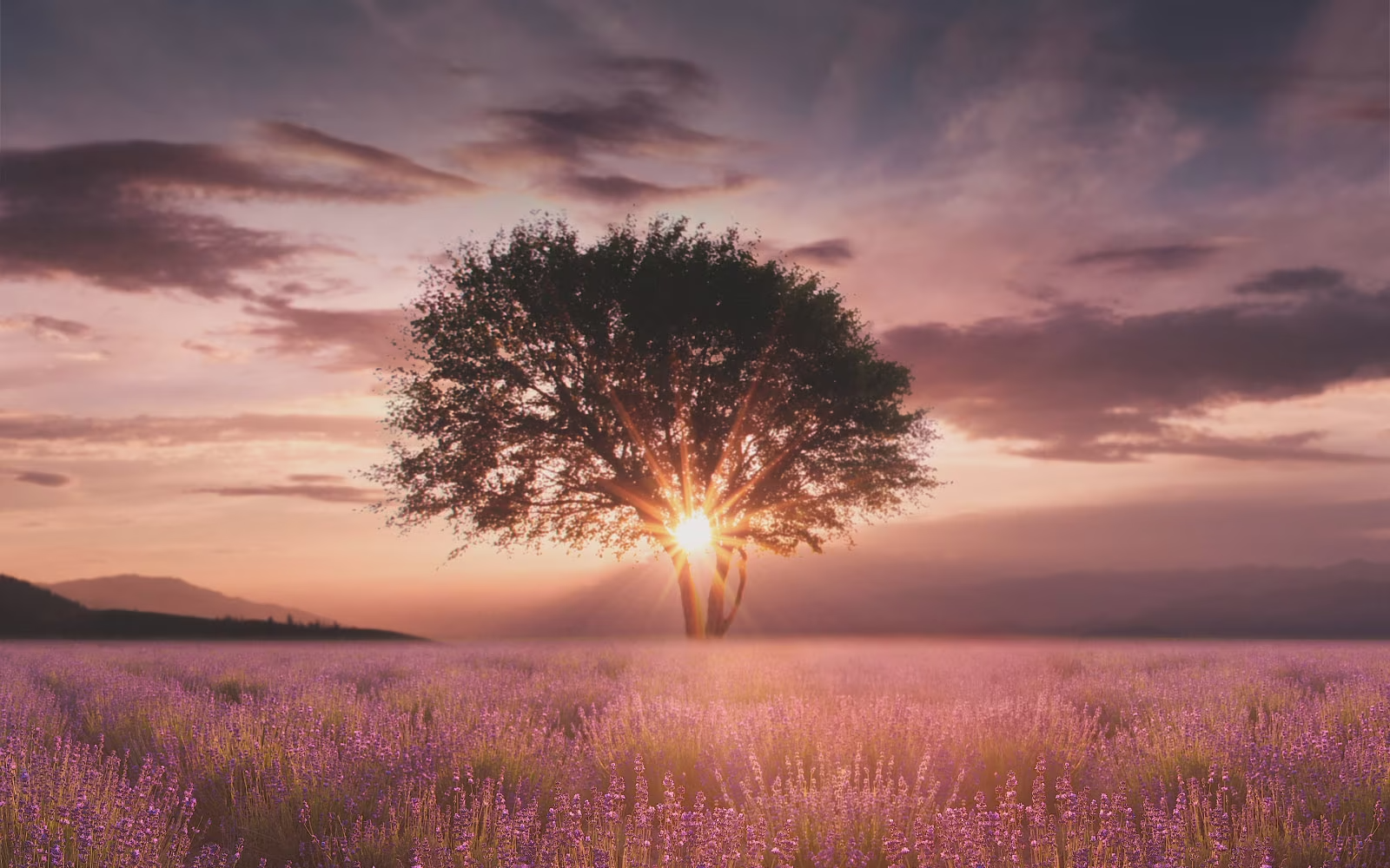 Une image d’un coucher de soleil capturée entre deux arbres dans un champ de lavande est améliorée avec le processeur IA α5 de cinquième génération 4K.