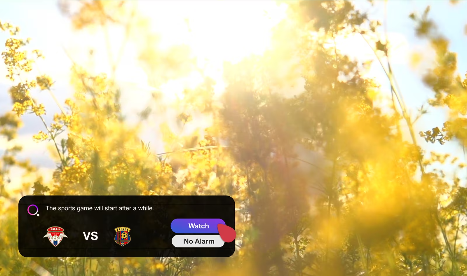 Un écran montre une prairie avec des fleurs sauvages jaunes et une fenêtre de notification d’alerte sportive dans le coin inférieur gauche qui indique le score actuel. Un curseur clique sur le bouton Regarder et la scène change et passe au match de football. 