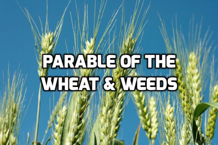 The Parable of the Weeds (Matthew 13:24–30; 36–43)